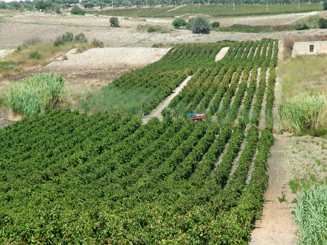 Vigneto Bufalefi tenuta Rosario Sultana