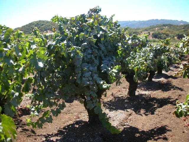 alberello californiano (napa valley)