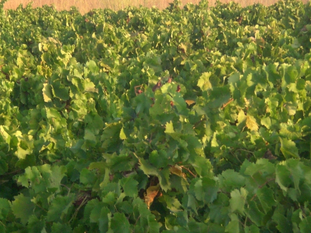 Cozzo Pesce una vigna