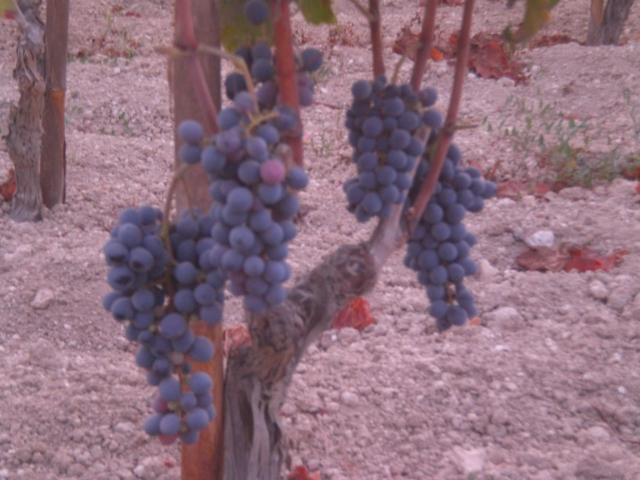 Cozzo Pesce una vigna