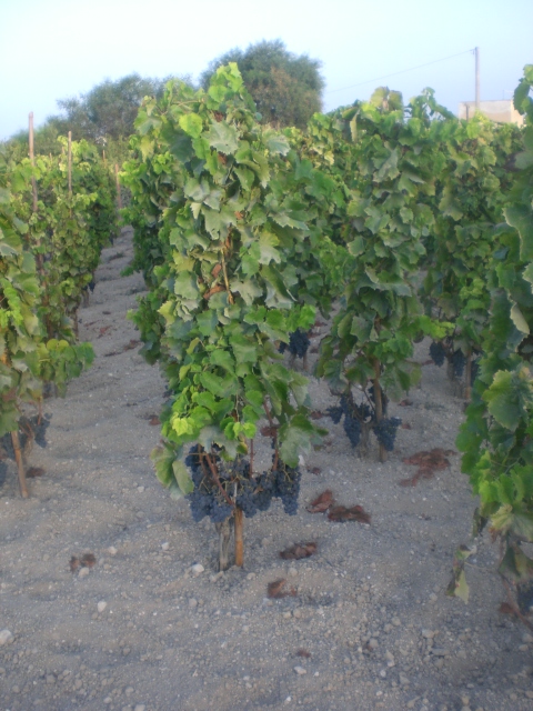 Cozzo Pesce una vigna