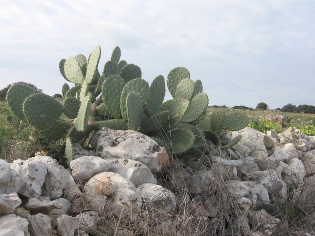 muro antico